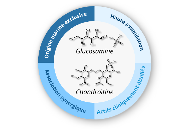 ChondrOcean®, un complexe synergique à base de glucosamine et de chondroïtine marines